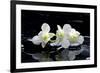 Purple Orchid and Black Stones with Reflection-crystalfoto-Framed Photographic Print