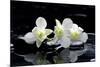 Purple Orchid and Black Stones with Reflection-crystalfoto-Mounted Photographic Print