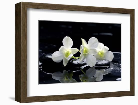 Purple Orchid and Black Stones with Reflection-crystalfoto-Framed Photographic Print