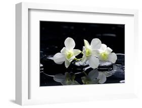 Purple Orchid and Black Stones with Reflection-crystalfoto-Framed Photographic Print