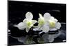 Purple Orchid and Black Stones with Reflection-crystalfoto-Mounted Photographic Print