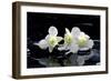 Purple Orchid and Black Stones with Reflection-crystalfoto-Framed Photographic Print