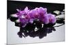 Purple Orchid and Black Stones with Reflection-crystalfoto-Mounted Photographic Print