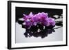 Purple Orchid and Black Stones with Reflection-crystalfoto-Framed Photographic Print