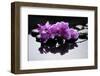 Purple Orchid and Black Stones with Reflection-crystalfoto-Framed Photographic Print