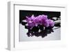 Purple Orchid and Black Stones with Reflection-crystalfoto-Framed Photographic Print