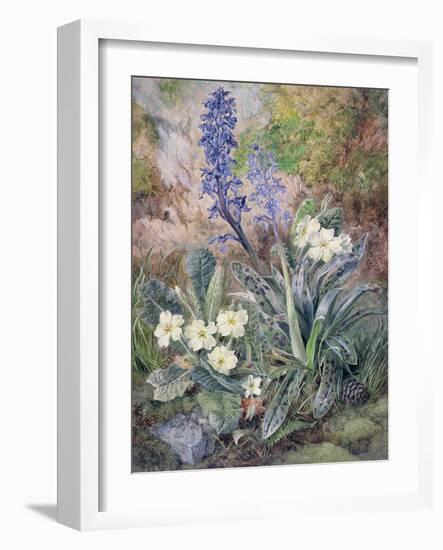 Purple Orchid and Primrose-Thomas Collier-Framed Giclee Print