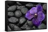 Purple Orchid Flower and Stones in Water Drops-crystalfoto-Framed Stretched Canvas