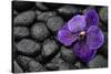 Purple Orchid Flower and Stones in Water Drops-crystalfoto-Stretched Canvas