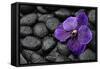 Purple Orchid Flower and Stones in Water Drops-crystalfoto-Framed Stretched Canvas