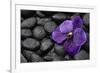 Purple Orchid Flower and Stones in Water Drops-crystalfoto-Framed Photographic Print