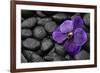 Purple Orchid Flower and Stones in Water Drops-crystalfoto-Framed Photographic Print