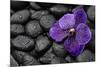 Purple Orchid Flower and Stones in Water Drops-crystalfoto-Mounted Photographic Print