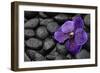 Purple Orchid Flower and Stones in Water Drops-crystalfoto-Framed Photographic Print