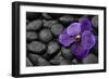 Purple Orchid Flower and Stones in Water Drops-crystalfoto-Framed Photographic Print