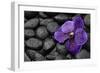 Purple Orchid Flower and Stones in Water Drops-crystalfoto-Framed Photographic Print