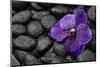 Purple Orchid Flower and Stones in Water Drops-crystalfoto-Mounted Photographic Print