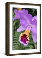 Purple Orchid, Usa-Lisa S. Engelbrecht-Framed Photographic Print