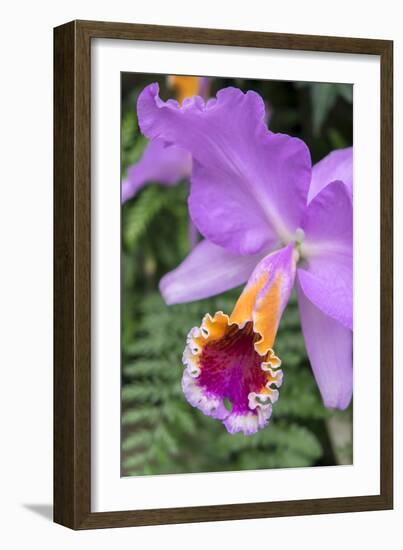 Purple Orchid, Usa-Lisa S. Engelbrecht-Framed Photographic Print