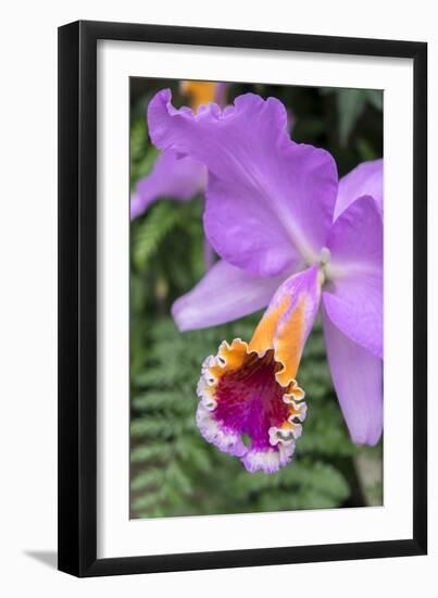 Purple Orchid, Usa-Lisa S. Engelbrecht-Framed Photographic Print