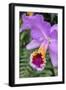 Purple Orchid, Usa-Lisa S. Engelbrecht-Framed Photographic Print