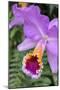 Purple Orchid, Usa-Lisa S. Engelbrecht-Mounted Photographic Print