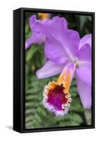 Purple Orchid, Usa-Lisa S. Engelbrecht-Framed Stretched Canvas