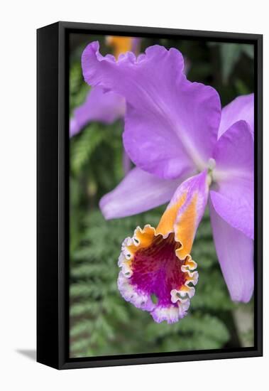 Purple Orchid, Usa-Lisa S. Engelbrecht-Framed Stretched Canvas