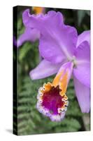 Purple Orchid, Usa-Lisa S. Engelbrecht-Stretched Canvas