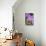 Purple Orchid, Usa-Lisa S. Engelbrecht-Stretched Canvas displayed on a wall