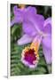 Purple Orchid, Usa-Lisa S. Engelbrecht-Framed Photographic Print