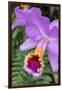 Purple Orchid, Usa-Lisa S. Engelbrecht-Framed Photographic Print