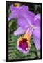 Purple Orchid, Usa-Lisa S. Engelbrecht-Framed Photographic Print