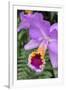 Purple Orchid, Usa-Lisa S. Engelbrecht-Framed Premium Photographic Print