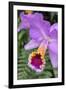 Purple Orchid, Usa-Lisa S. Engelbrecht-Framed Premium Photographic Print