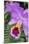 Purple Orchid, Usa-Lisa S. Engelbrecht-Mounted Premium Photographic Print