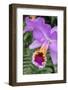 Purple Orchid, Usa-Lisa S. Engelbrecht-Framed Photographic Print