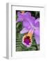 Purple Orchid, Usa-Lisa S. Engelbrecht-Framed Photographic Print