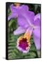 Purple Orchid, Usa-Lisa S. Engelbrecht-Framed Stretched Canvas