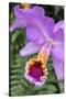 Purple Orchid, Usa-Lisa S. Engelbrecht-Stretched Canvas