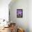 Purple Orchid, Usa-Lisa S. Engelbrecht-Framed Stretched Canvas displayed on a wall