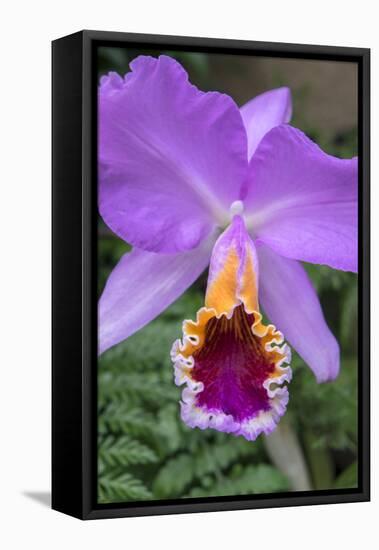 Purple Orchid, Usa-Lisa S. Engelbrecht-Framed Stretched Canvas