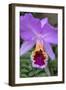 Purple Orchid, Usa-Lisa S. Engelbrecht-Framed Photographic Print