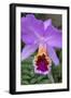 Purple Orchid, Usa-Lisa S. Engelbrecht-Framed Photographic Print