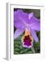 Purple Orchid, Usa-Lisa S. Engelbrecht-Framed Photographic Print