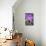 Purple Orchid, Usa-Lisa S. Engelbrecht-Mounted Photographic Print displayed on a wall