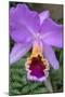 Purple Orchid, Usa-Lisa S. Engelbrecht-Mounted Photographic Print