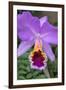 Purple Orchid, Usa-Lisa S. Engelbrecht-Framed Photographic Print