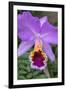 Purple Orchid, Usa-Lisa S. Engelbrecht-Framed Photographic Print