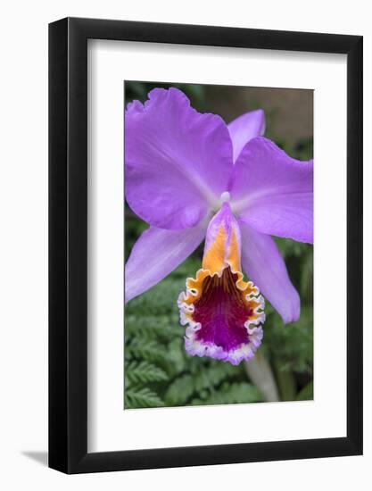 Purple Orchid, Usa-Lisa S. Engelbrecht-Framed Photographic Print